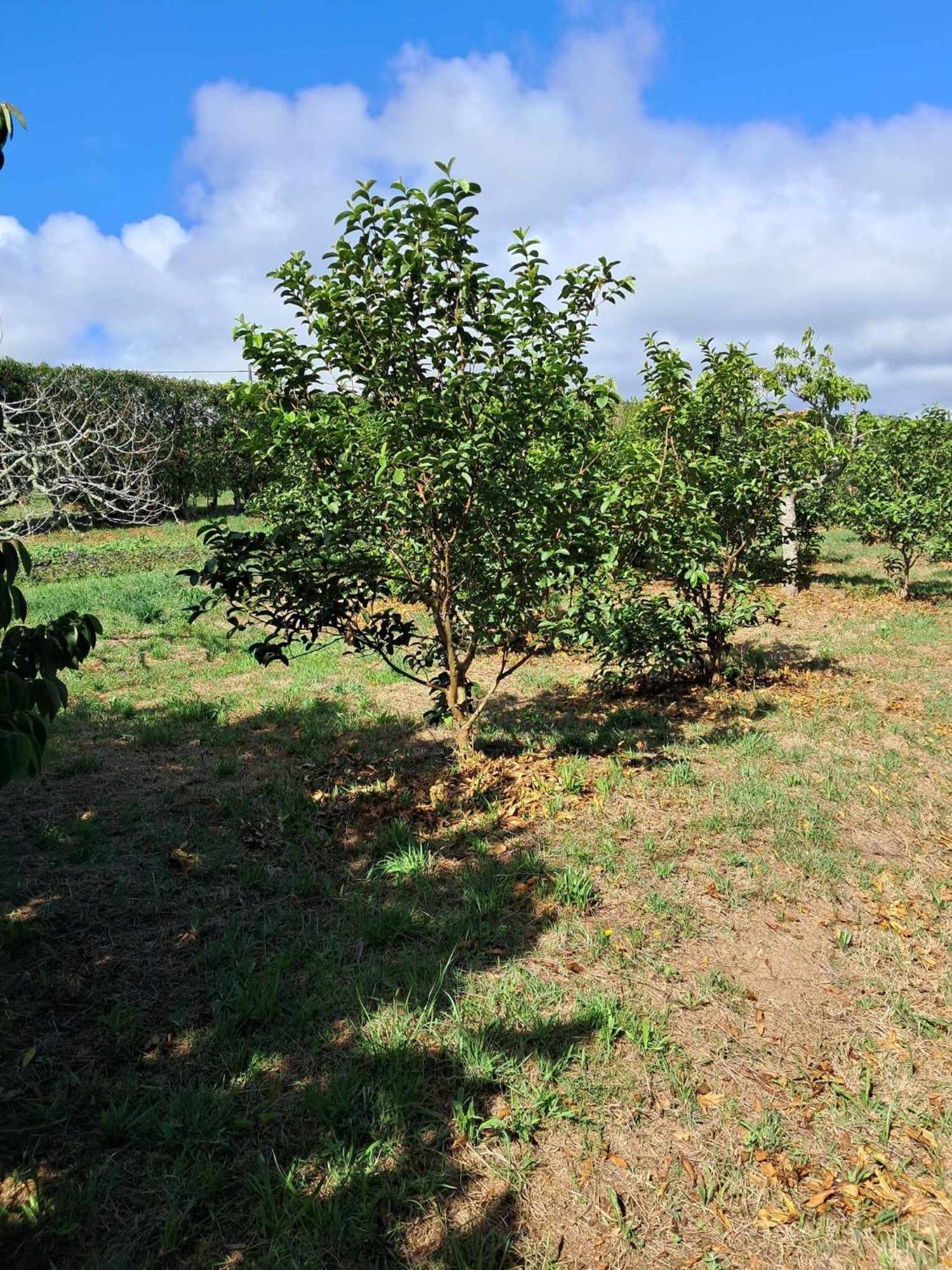 Quinta Do Norte Capelas Dış mekan fotoğraf