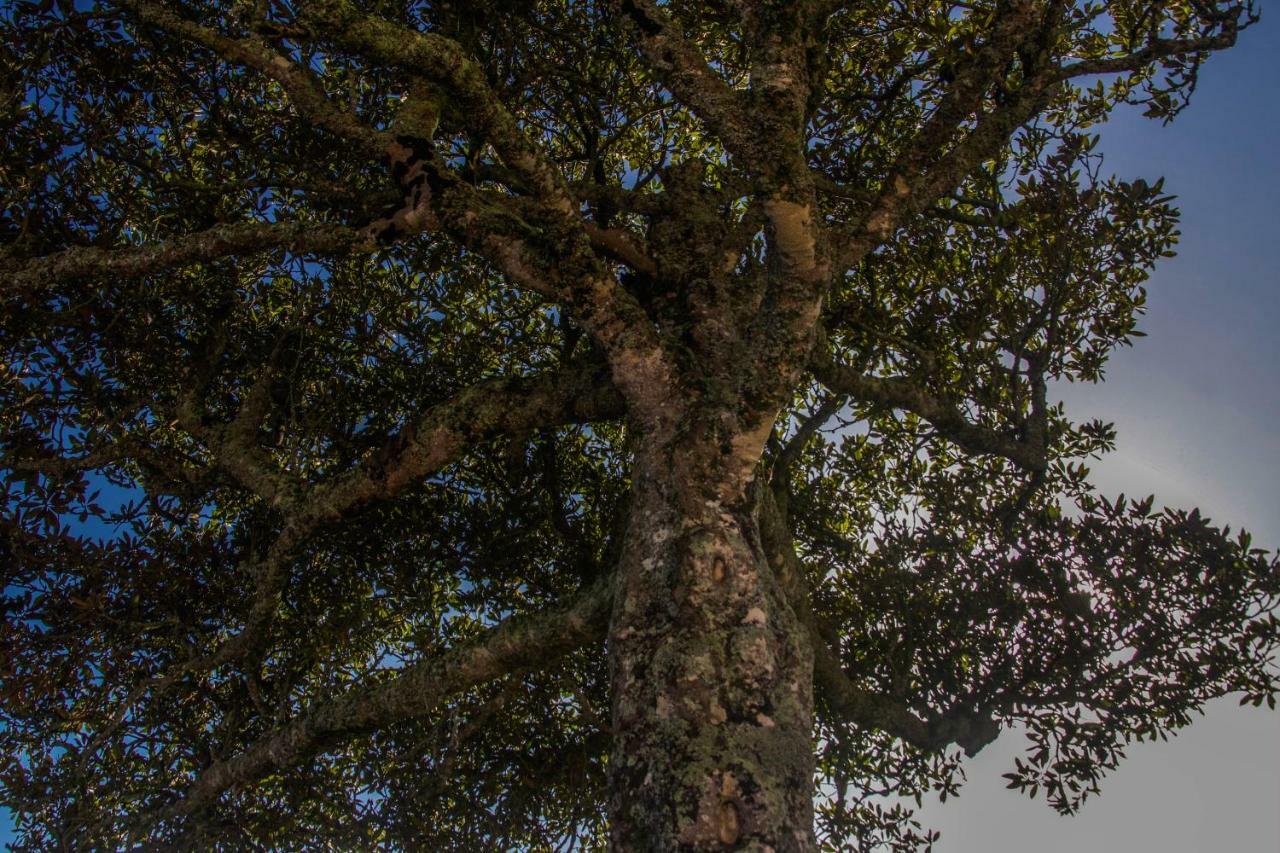 Quinta Do Norte Capelas Dış mekan fotoğraf